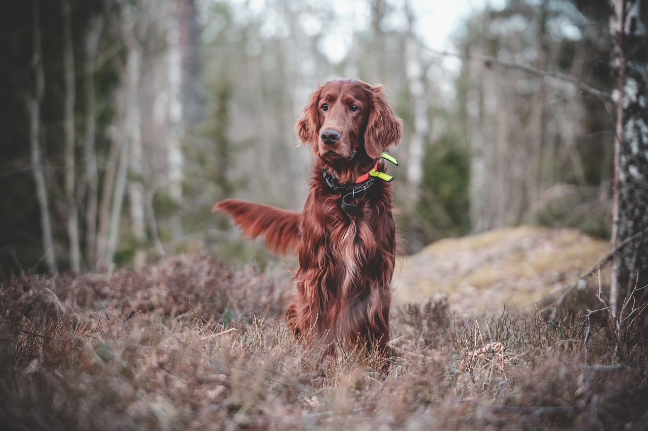 How to Train Your Dog to Follow You Off-Leash